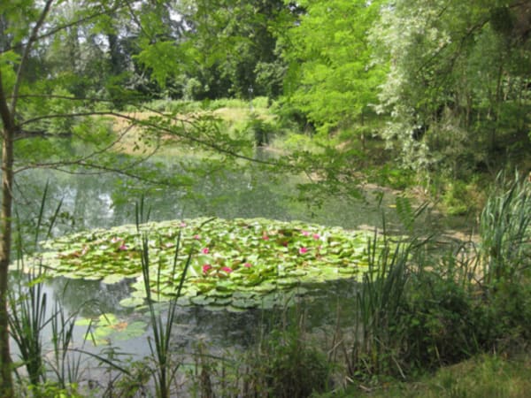 Etangs de la Vogelau et envolée d'oiseaux - Hœnheim - 1