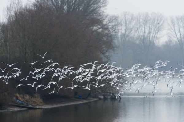 Munchhausen et bon coup de Rhin en pleine réserve du delta - Munchhausen - 1