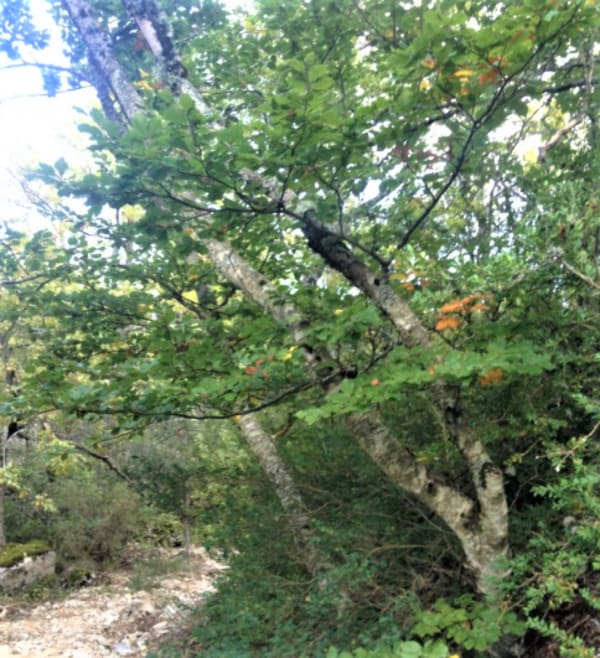 Mourre Nègre et sommets chauves du Haut Lubéron - Auribeau - 1