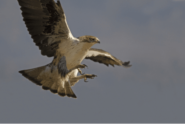 Grand Site de la Sainte-Victoire et cieux chargés d'oiseaux - Puyloubier - 1