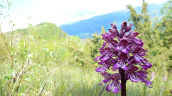 Chartreuse-massief en wilde orchideeën - Saint-Hilaire-du-Touvet - 1
