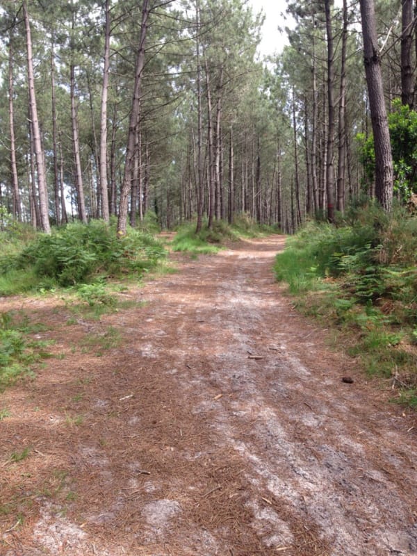 Forêt des Landes de Gascogne et câlins aux arbres - Seignosse - 1