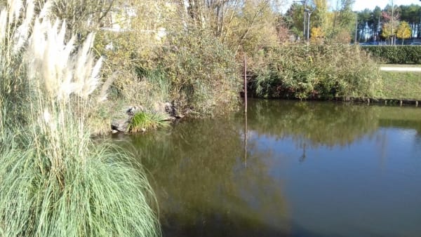 Etangs de Bruges et détente autour des bassins - Bruges - 1