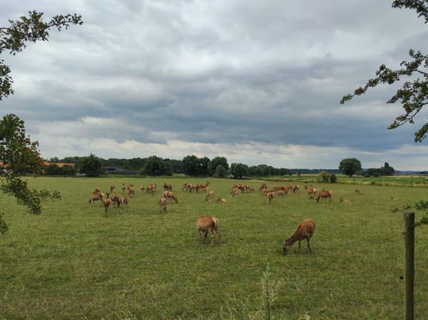 Virée vélo entre Wasquehal et Courtrai et sa jolie campagne - Wasquehal - 1