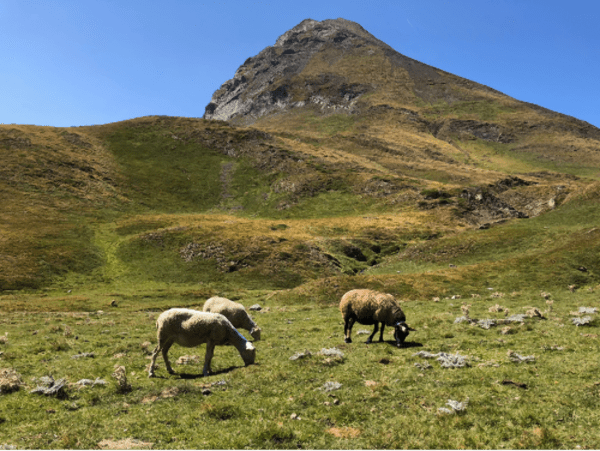 Crête du Lys et vue exceptionnelle sur les Pyrénées - Cauterets - 1