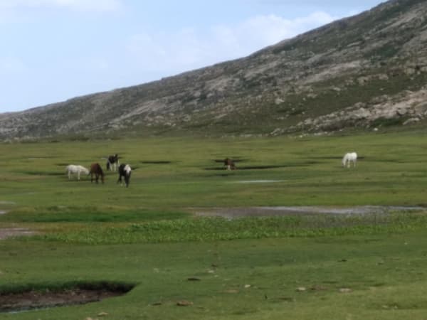 Pozzines verdoyantes au Lac de Nino et panoramas arides - Albertacce - 1