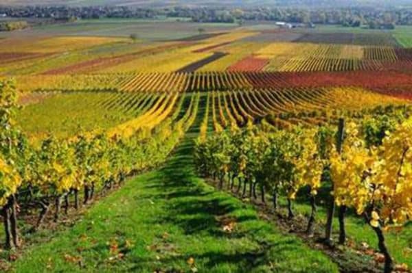 Givry et promenade élégante dans les vignes - Givry - 1