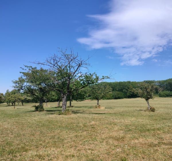 Boqueteaux , plaines et vergers - Wasselonne - 1