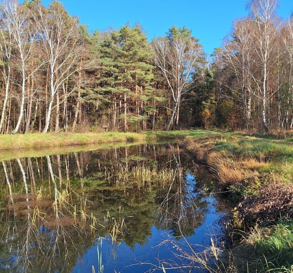 Staw Nowa Kuźnia - Krapkowice - 1