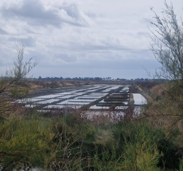 Les marais salants à Ars en Ré - Ars-en-Ré - 1