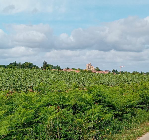 Circuit des étangs Bazoges en Pareds - Bazoges-en-Pareds - 1
