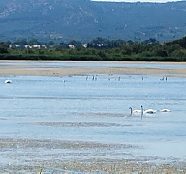 Les étangs de Villeneuve-lès-Maguelonne - Fabrègues - 1