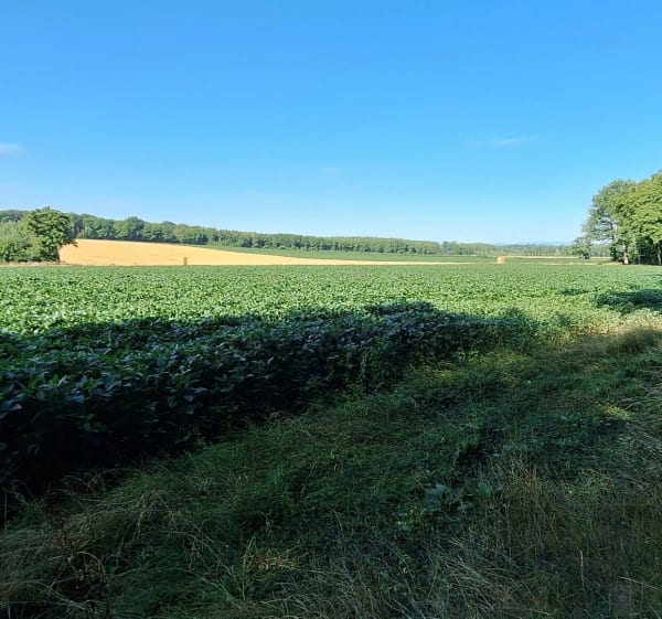Belleneuve/ foret de Longchamp /Belleneuve - Belleneuve - 1