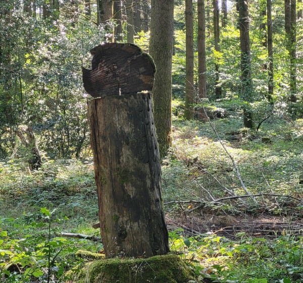 Balade de Jojo forêt de la planoise - Antully - 1