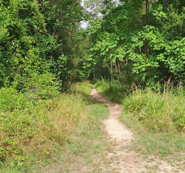 Forêt de Notre-Dame à partir de Lésigny - Lésigny - 1