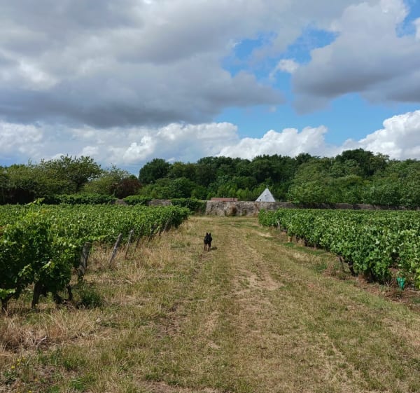 Foulées vouvrillonnes 2024 parcours marche 4km - Vouvray - 1