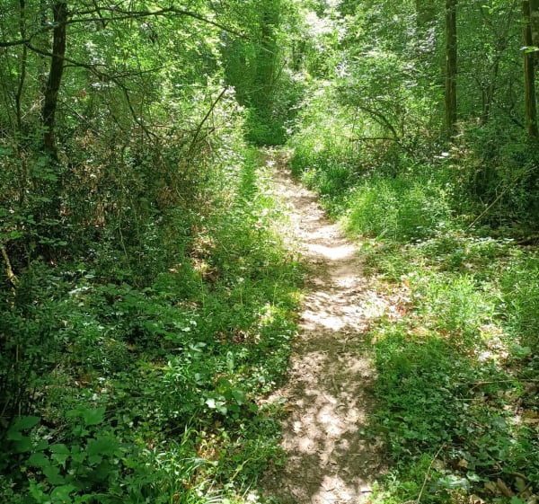 Petite balade en forêt depuis Cépet - Cepet - 1