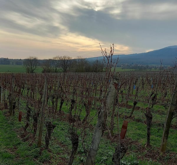 Entre vignoble et prairies entre Soultz et Hartmannswiller - Soultz - 1