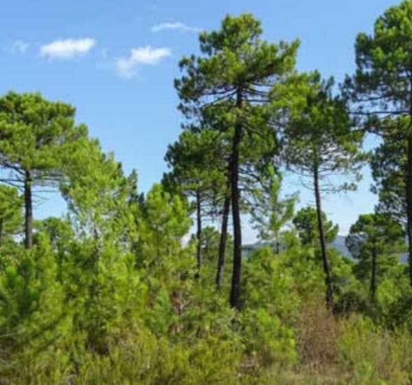 Marche dans les pins autour d'Escource - Escource - 1