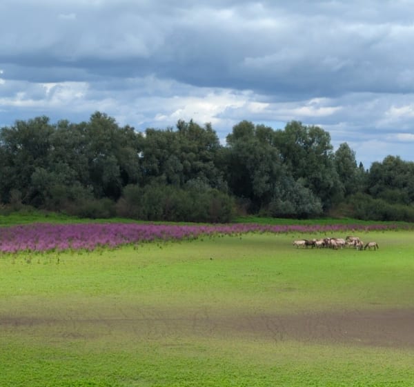 Holleweg, De Postbank, Arnhem, Nijmegen. - Ooij - 1