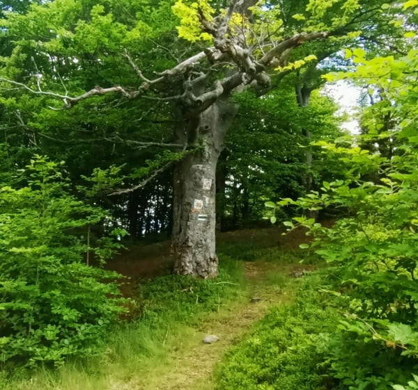 Trasa na Mędralową - Koszarawa - 1