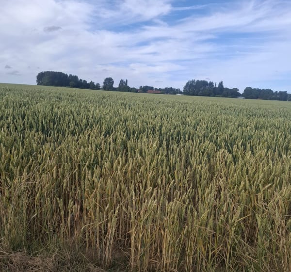 Rando fin de journée à Enquin-lez-Guinegatte - Enquin-lez-Guinegatte - 1