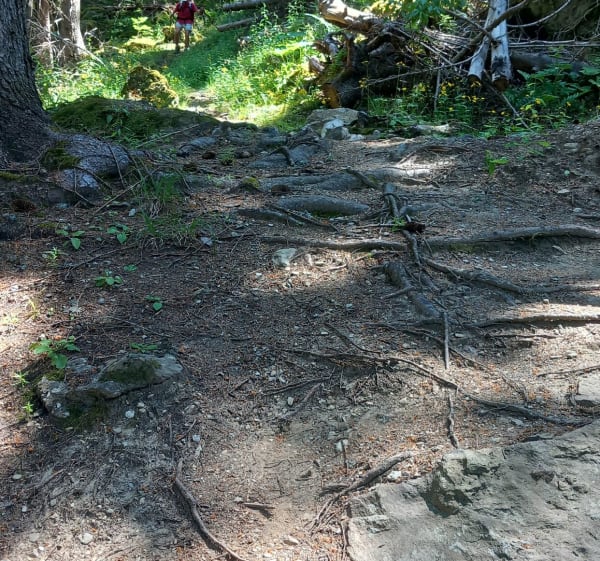 Le bois du Frumier - Champagny-en-Vanoise - 1