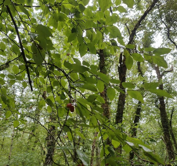 Dans les bois autour de Chartrier-Ferrière - Chartrier-Ferrière - 1