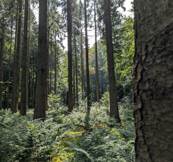 Promenade en Forêt domaniale de Eu et Bellemprise - Rieux - 1