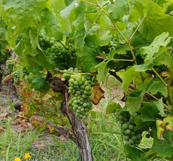 Petite rando de la Bénate, par le Pré Clos - Corcoué-sur-Logne - 1