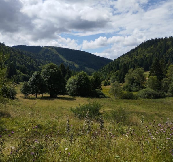 Du col des Feignes au haut du Mur - La Bresse - 1