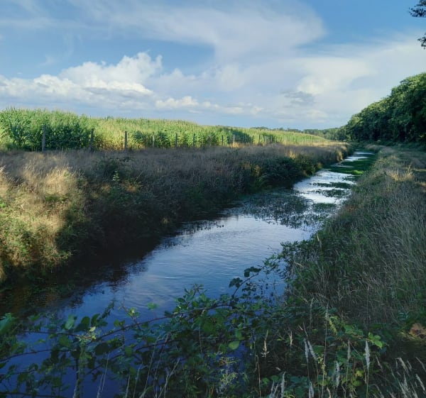 Saint-Julien-en-Born le long du Courlis - Saint-Julien-en-Born - 1