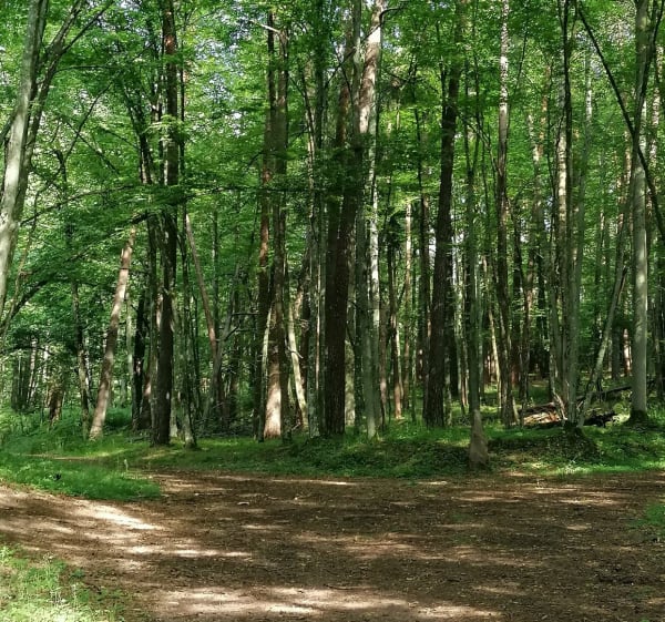 Stary zwalony most na Łynie - Olsztyn - 1