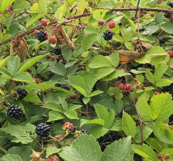 Chemin de quiery et eco-pâturage Brebières - Brebières - 1