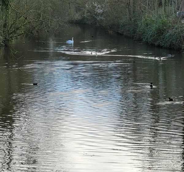Balade entre champs et canal de Seclin - Seclin - 1