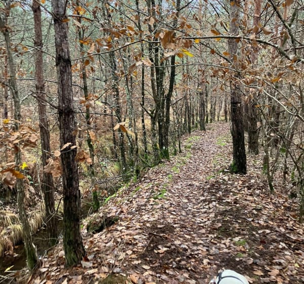 Rigoles, étangs et forêt autour de Vielles-Maisons-sur-Joudry - Vieilles-Maisons-sur-Joudry - 1