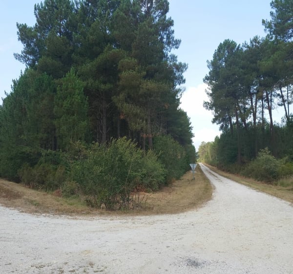 Boucle entre Saint-Selve à l'aérodrome de Saucats - Saint-Selve - 1