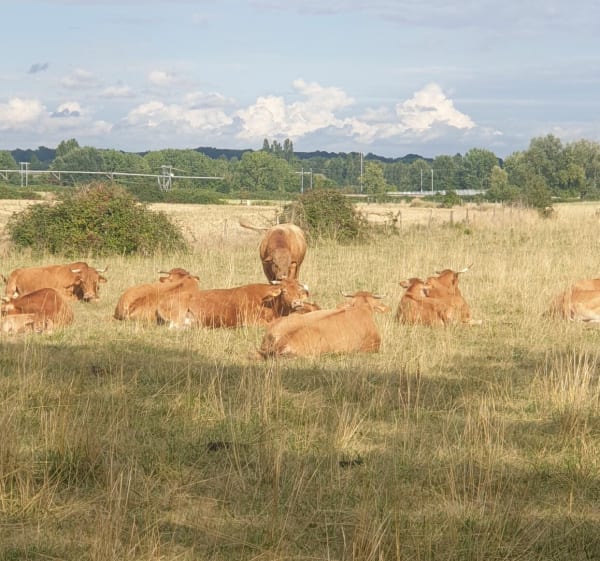 Marche autour de Presles-en-Brie par la Fonderie - Presles-en-Brie - 1