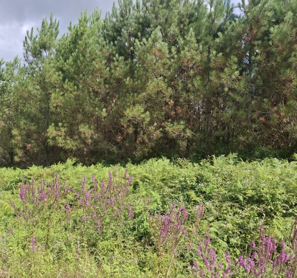 Balade au milieu des pins à Bostens - Bascons - 1