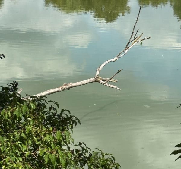 Tour des lacs à Noisiel - Noisiel - 1