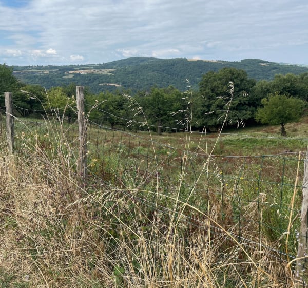 Dans les vignes de Seyssuel - Seyssuel - 1