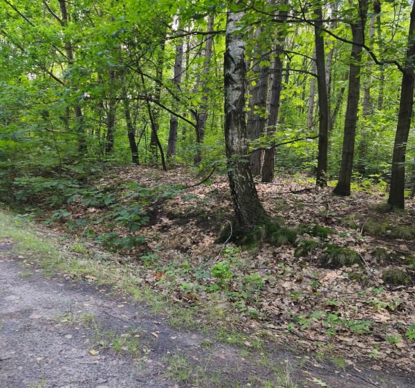 Rogoźnik źródełko - Rogoźnik - 1