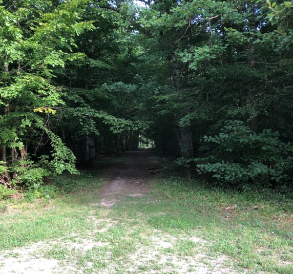 Forêt d'Anet - Sorel-Moussel - 1