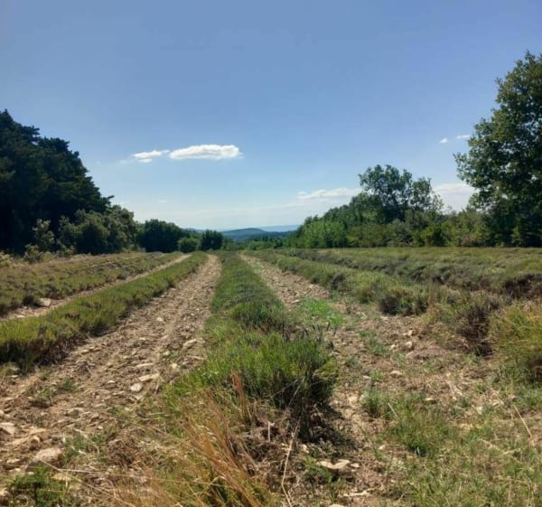 Chemin de la soie et Taulignan - Taulignan - 1