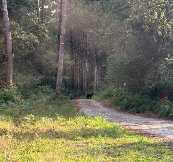 Promenade en forêt de Pins à Capbreton - Capbreton - 1