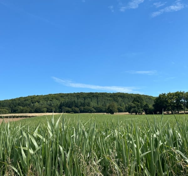 Les Amognes - Saint-Benin-d'Azy - 1