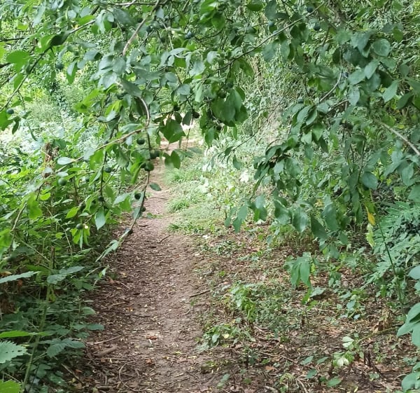 Balade en forêt de Valcongrain - Les Monts d'Aunay - 1