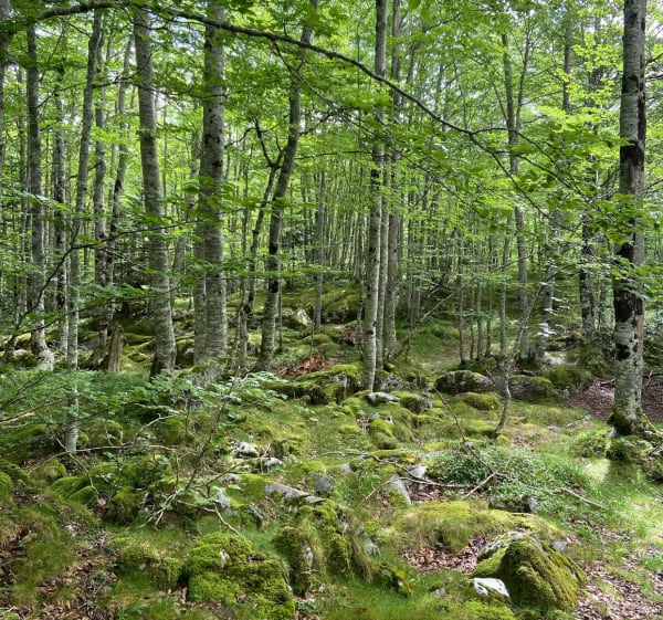 Cabane de Bouy - Eaux-Bonnes - 1