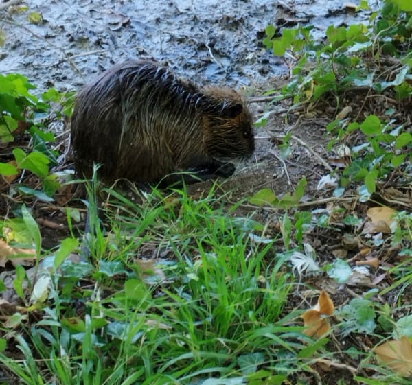 Découverte du Parc de La Ballastière - Malay-le-Grand - 1