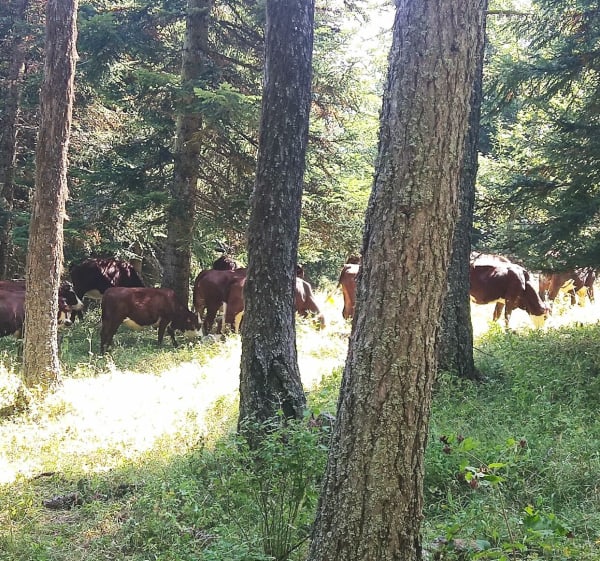 Boucle familiale du sentier de la Cuque - Laye - 1